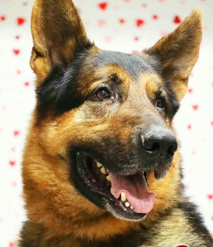 Bear, an adopted German Shepherd Dog in Saint Marys, WV image 1/6