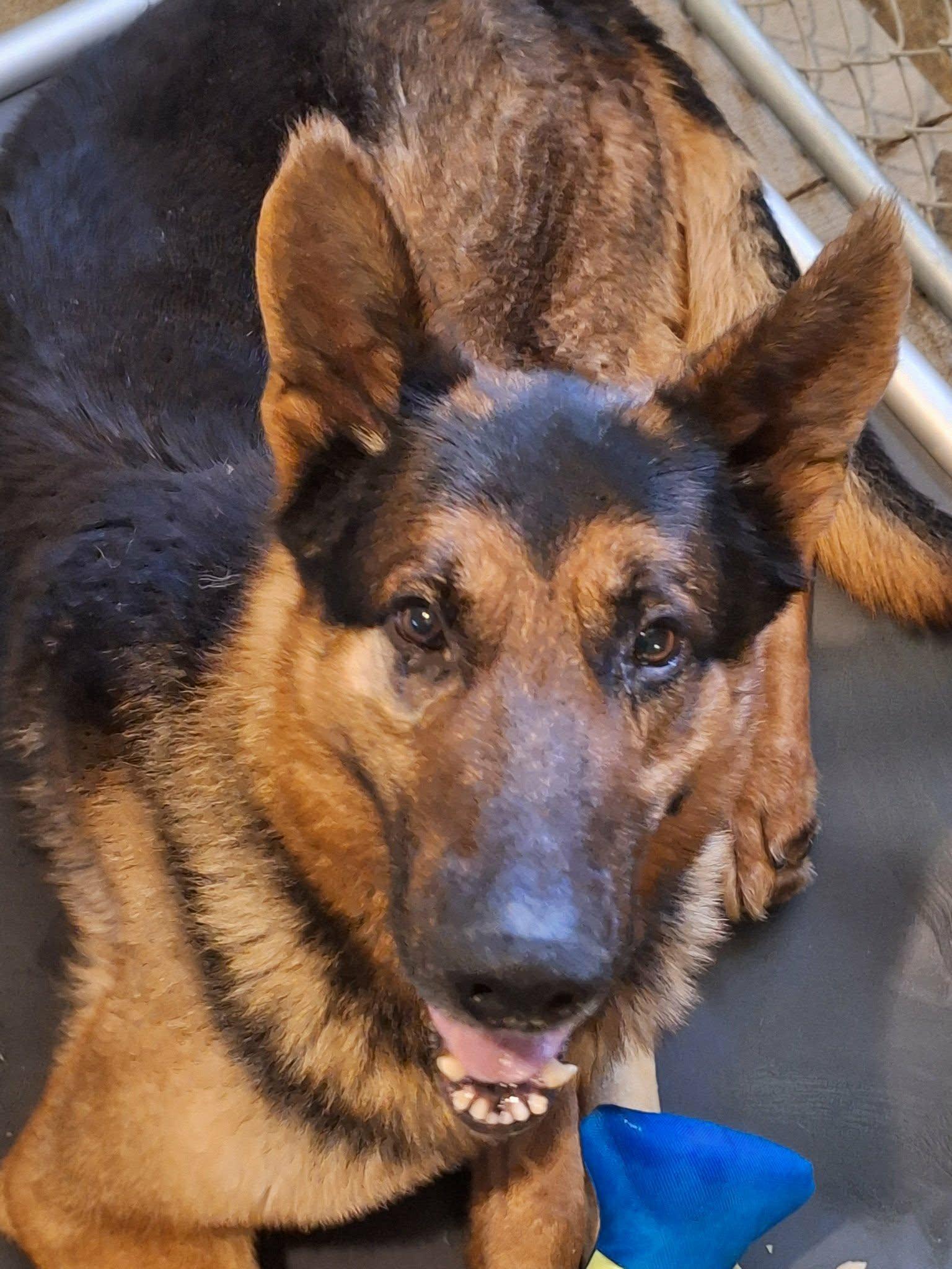 Bear, an adopted German Shepherd Dog in Saint Marys, WV image 3/6