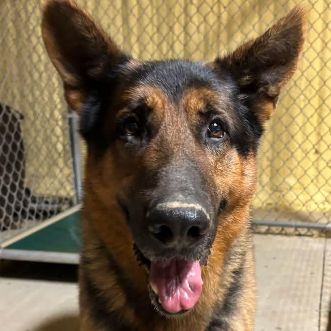 Bear, an adopted German Shepherd Dog in Saint Marys, WV image 2/6