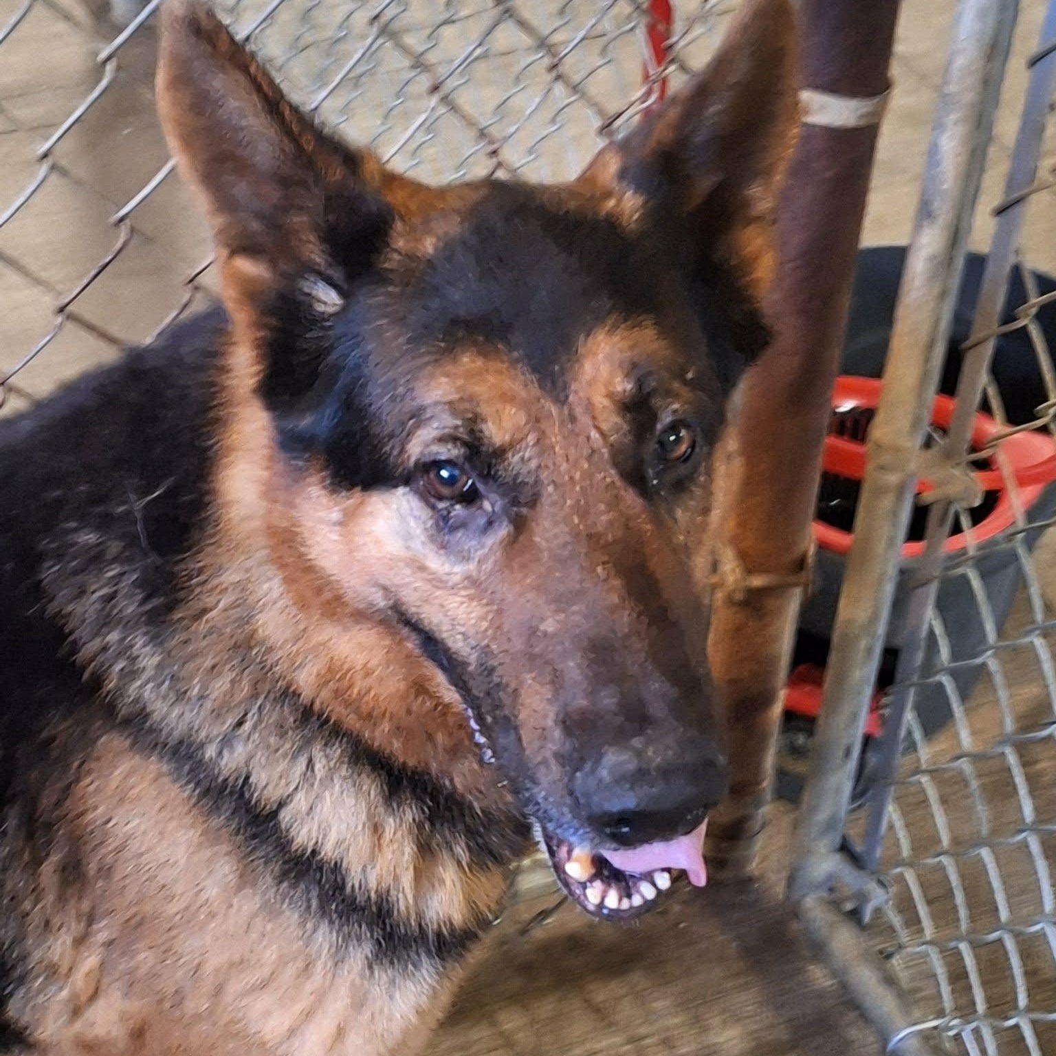 Bear, an adopted German Shepherd Dog in Saint Marys, WV image 6/6