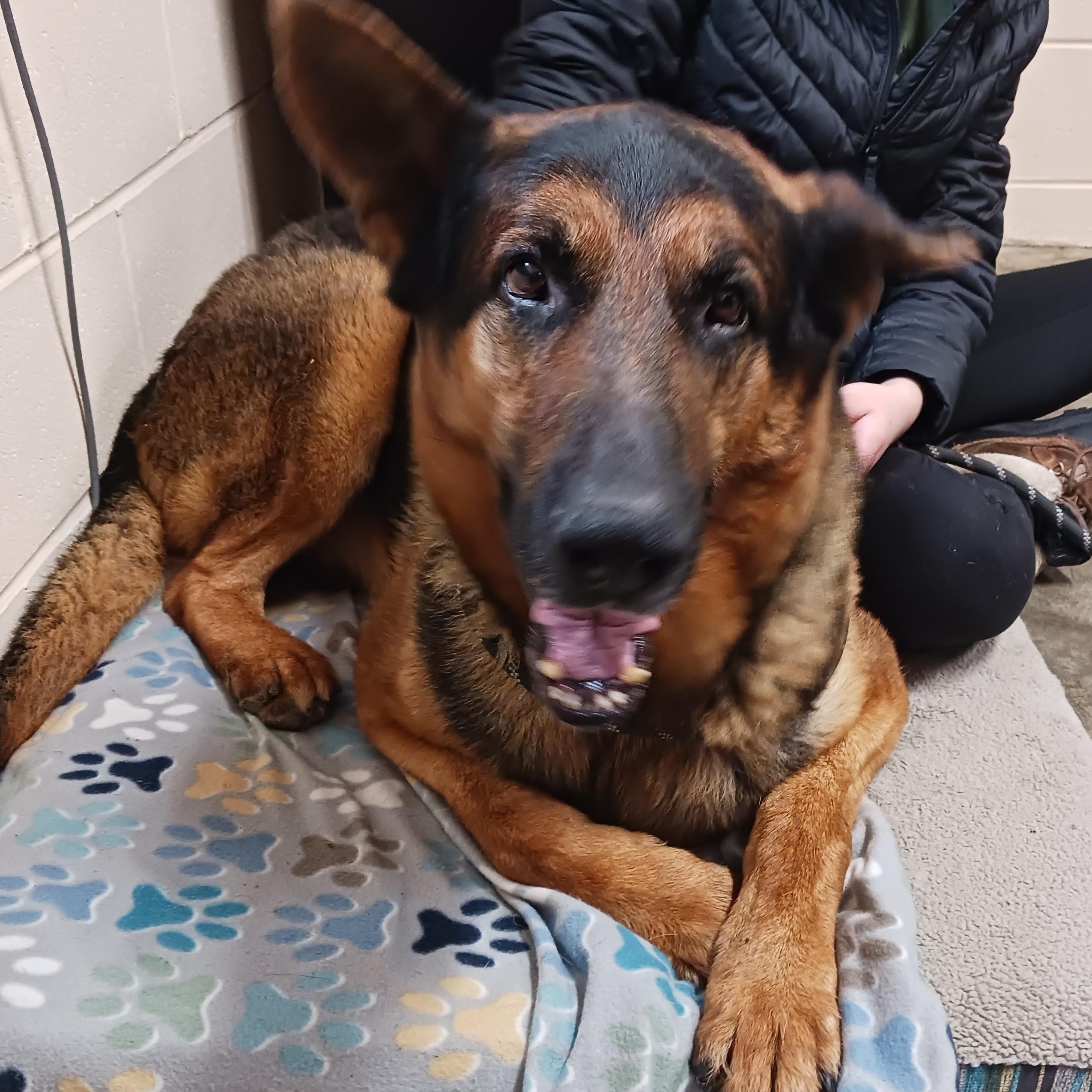 Bear, an adopted German Shepherd Dog in Saint Marys, WV image 5/6