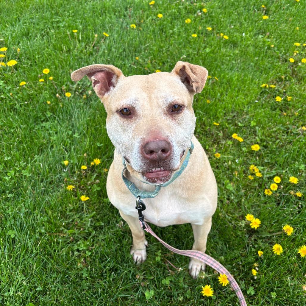 Enlarge Scarlett, a Adoptable mixed breed in Novelty, OH image 1/6
