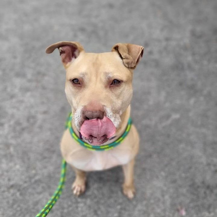 Enlarge Scarlett, a Adoptable mixed breed in Novelty, OH image 2/6