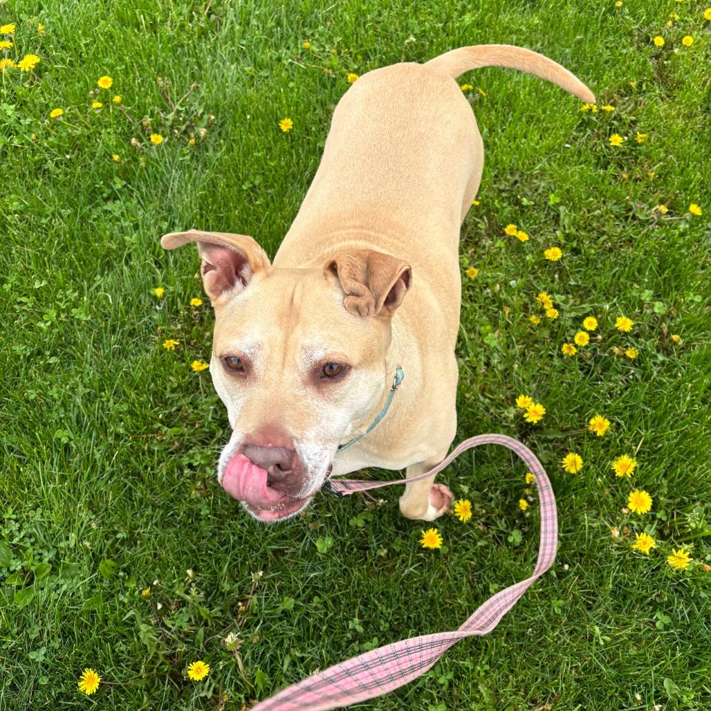 Enlarge Scarlett, a Adoptable mixed breed in Novelty, OH image 3/6