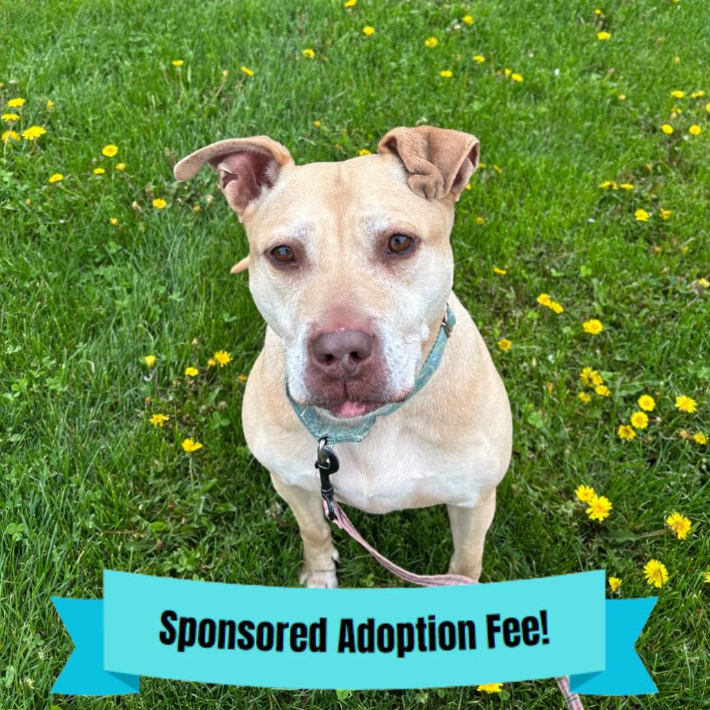 Enlarge Scarlett, a Adoptable mixed breed in Novelty, OH image 4/6