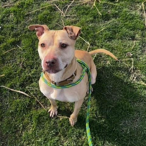 Enlarge Scarlett, a Adoptable mixed breed in Novelty, OH image 5/6