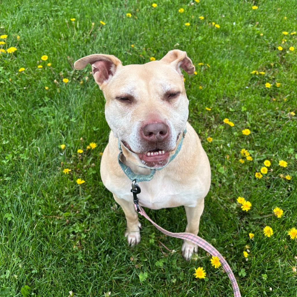 Enlarge Scarlett, a Adoptable mixed breed in Novelty, OH image 6/6