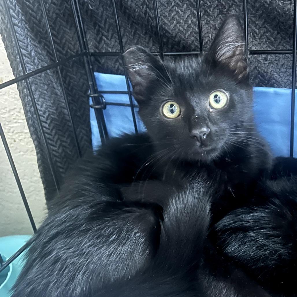 Lucky, Adoptable, Young Male Domestic Short Hair.