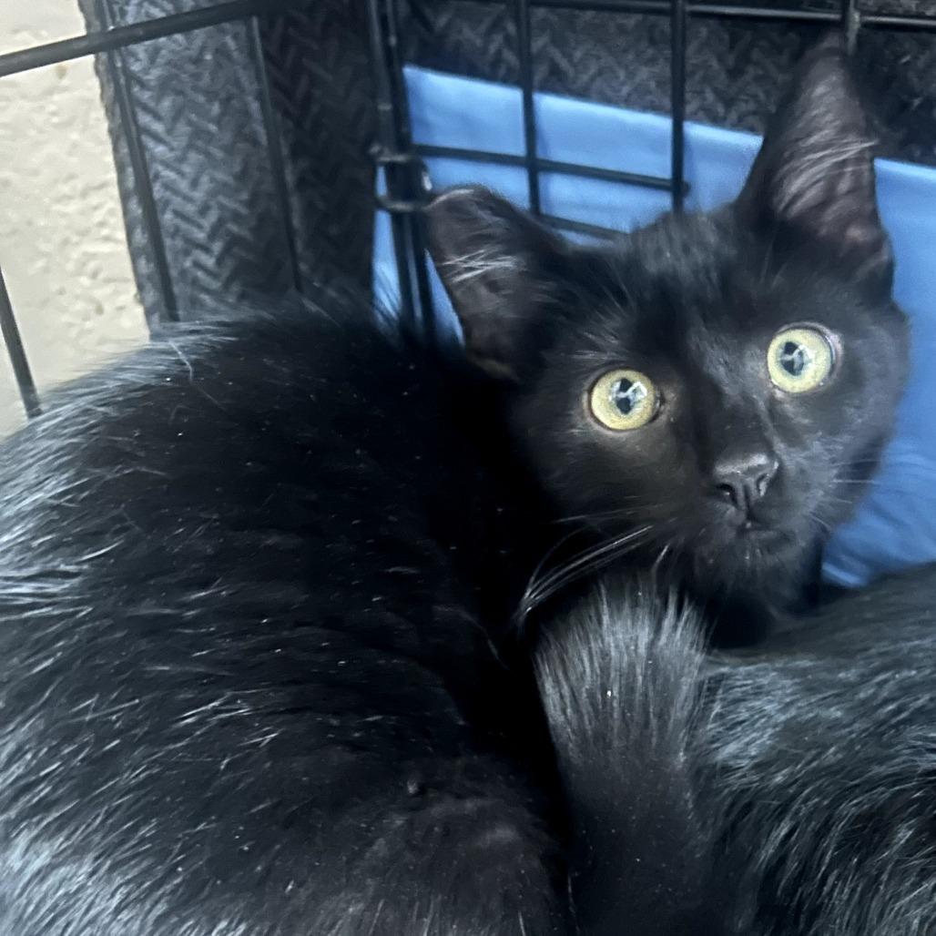 Enlarge Lucky, a Adoptable Domestic Short Hair in Calimesa, CA image 2/3
