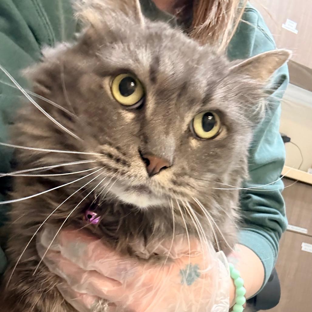 Serena, Adoptable, Adult Female Domestic Long Hair.