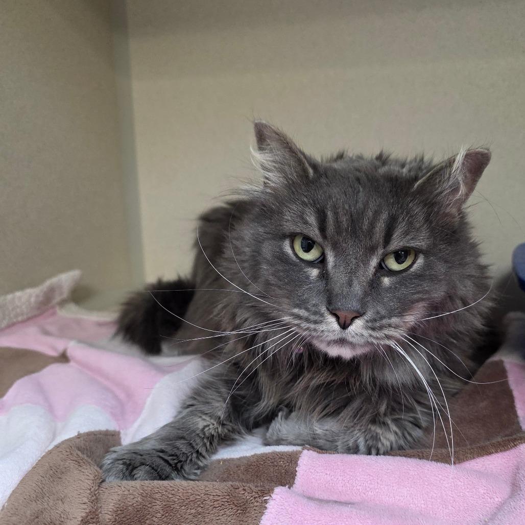 Serena, a Adoptable Domestic Long Hair in Great Falls, MT image 2/3