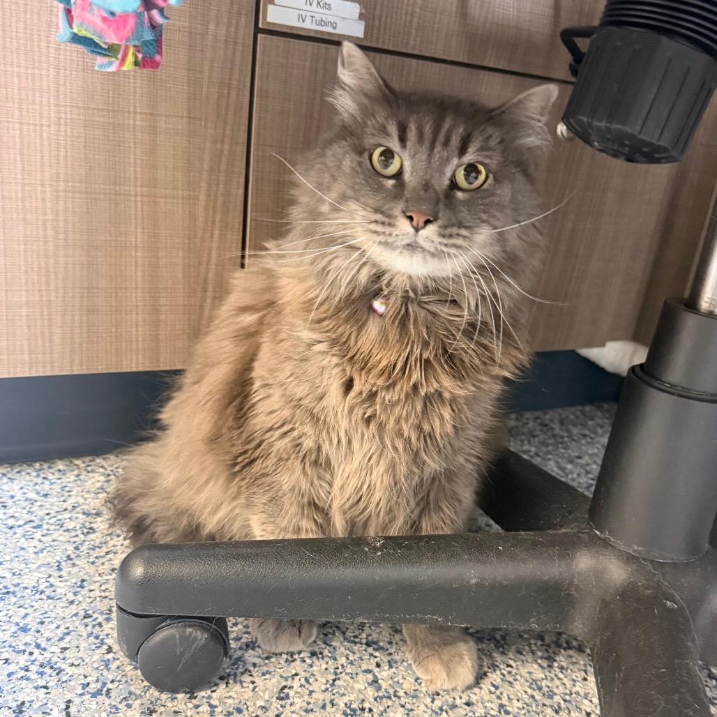Serena, a Adoptable Domestic Long Hair in Great Falls, MT image 3/3