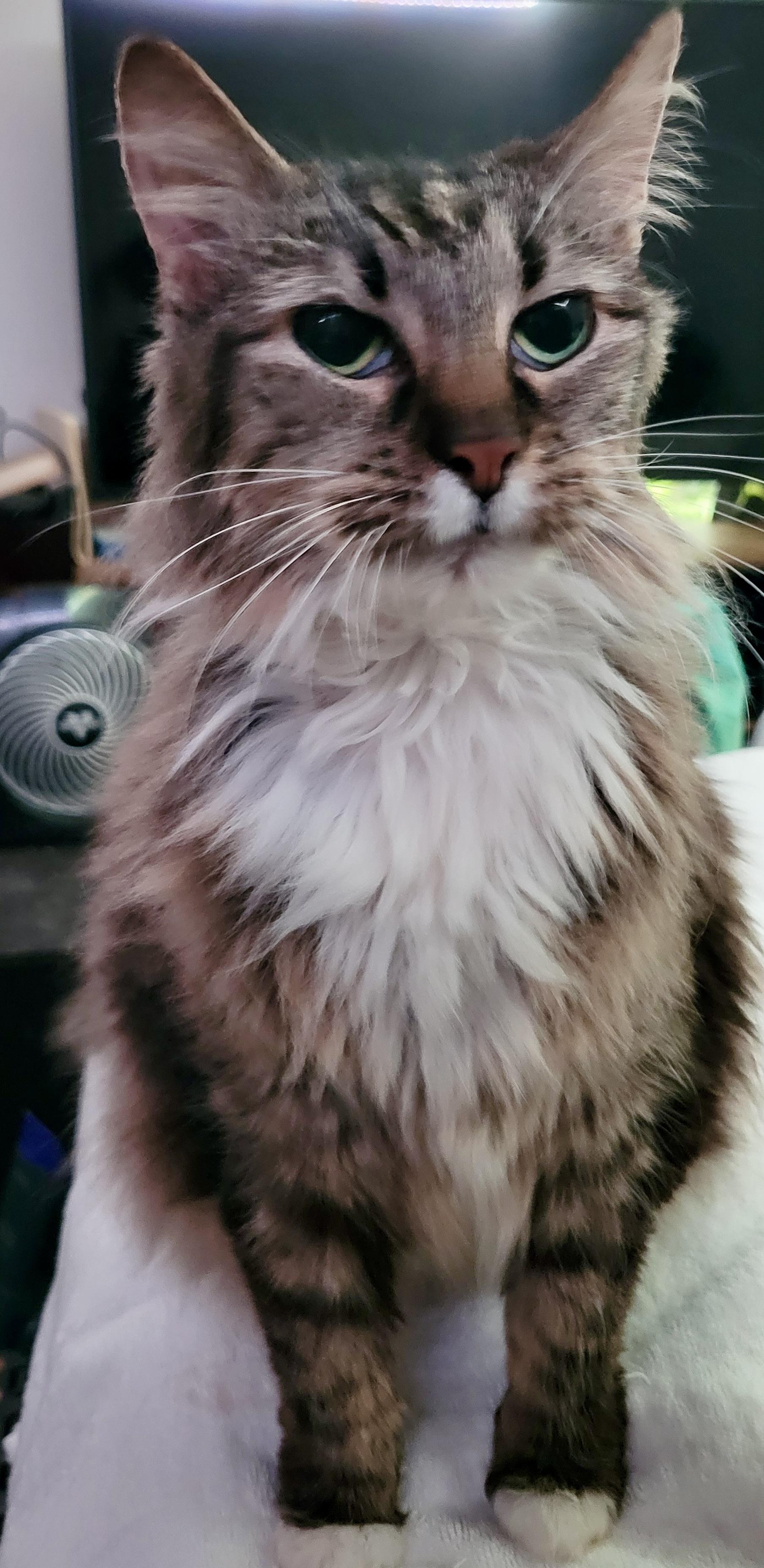 Enlarge Baby, a Adopted Domestic Long Hair in BLACK MOUNTAIN, NC image 3/3