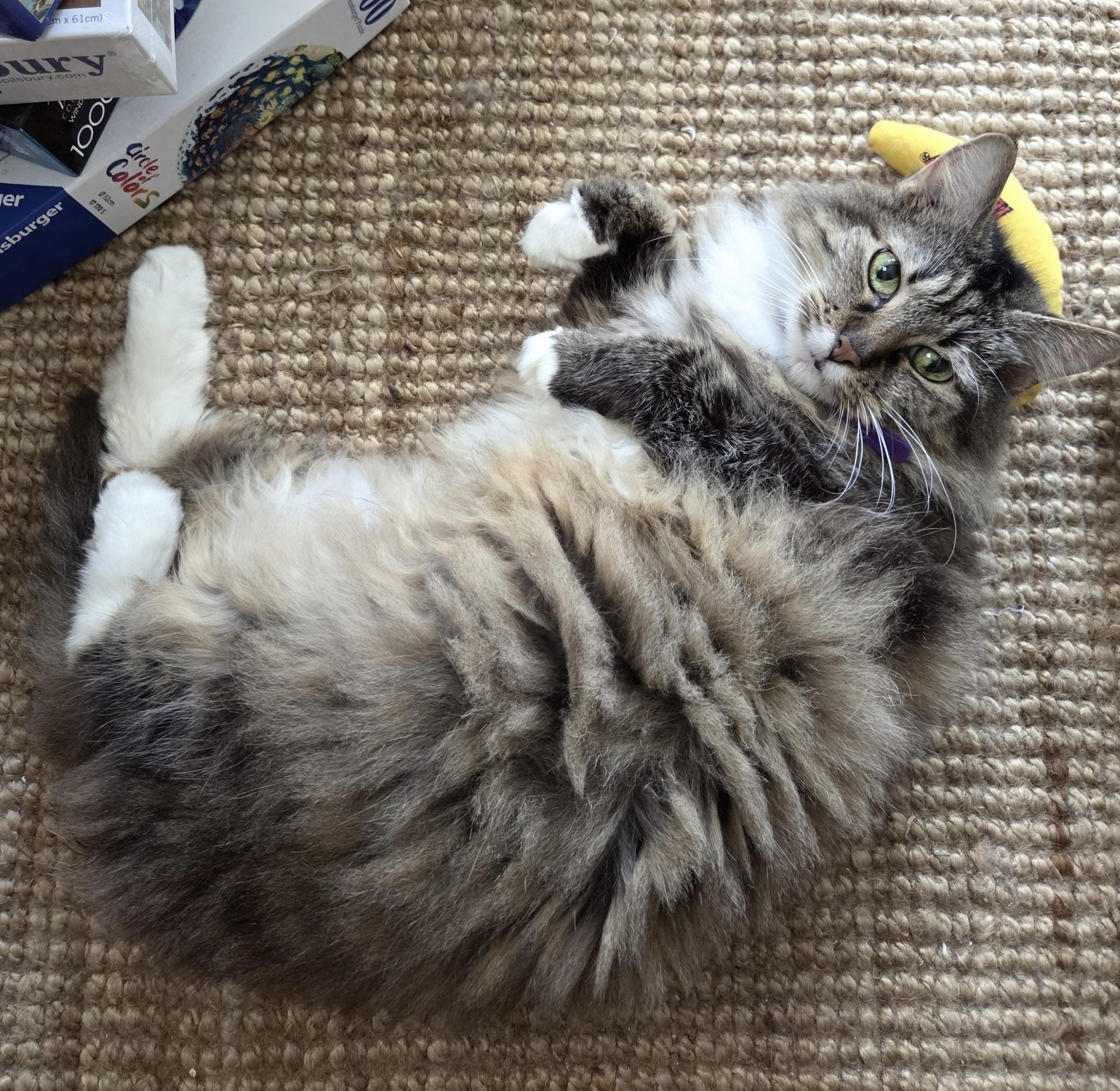 Enlarge Baby, a Adopted Domestic Long Hair in BLACK MOUNTAIN, NC image 2/3