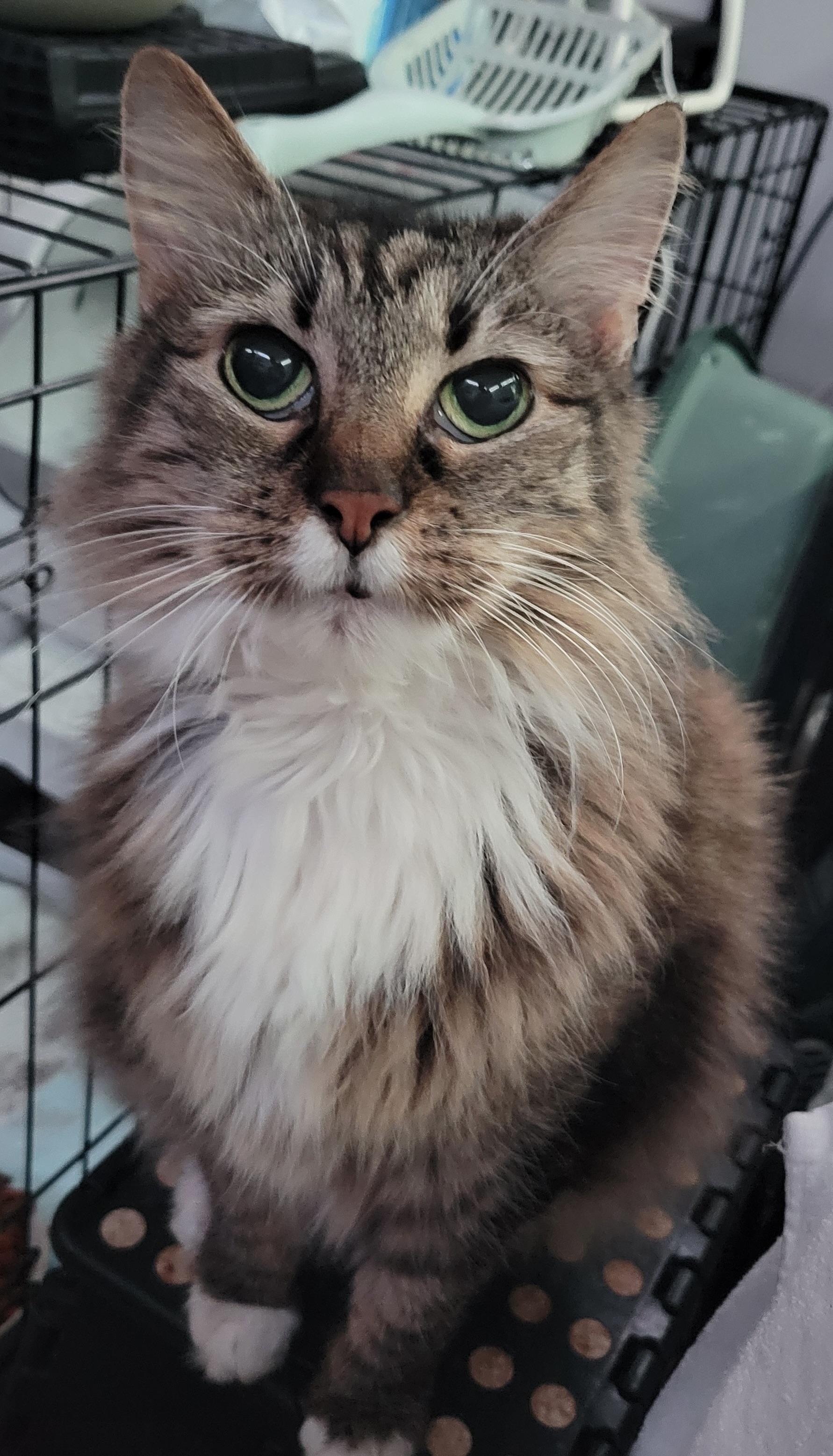 Baby, Adopted, Senior Female Domestic Long Hair.