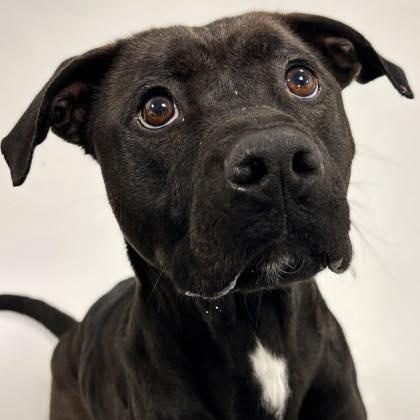 Seagull (20260127-04)