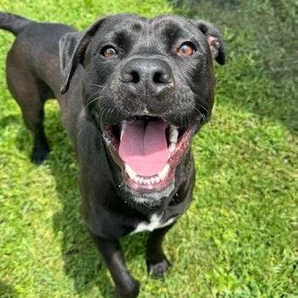 Seagull (20260127-04) — thumbnail 3