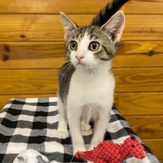 Silver (and Gold) bonded pair of brothers ready for snuggling and naps