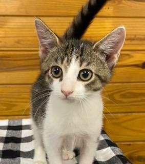Silver (and Gold) bonded pair of brothers ready for snuggling and naps