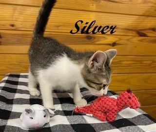 Silver (and Gold) bonded pair of brothers ready for snuggling and naps