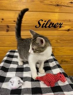 Silver (and Gold) bonded pair of brothers ready for snuggling and naps