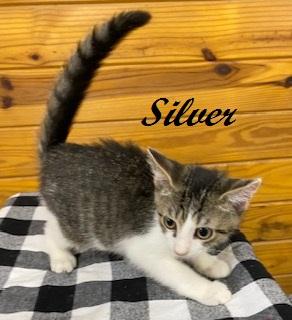 Silver (and Gold) bonded pair of brothers ready for snuggling and naps