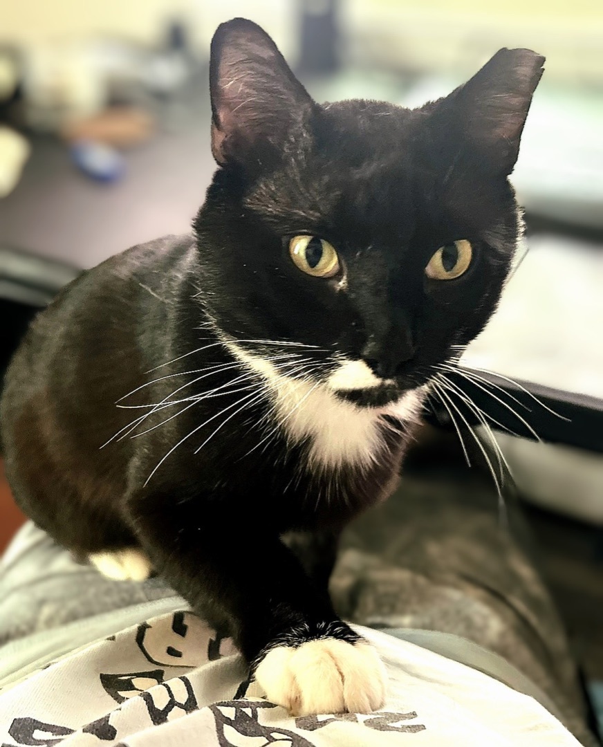 Enlarge Boots, a Adoptable Domestic Short Hair in Hendersonville, TN image 1/3