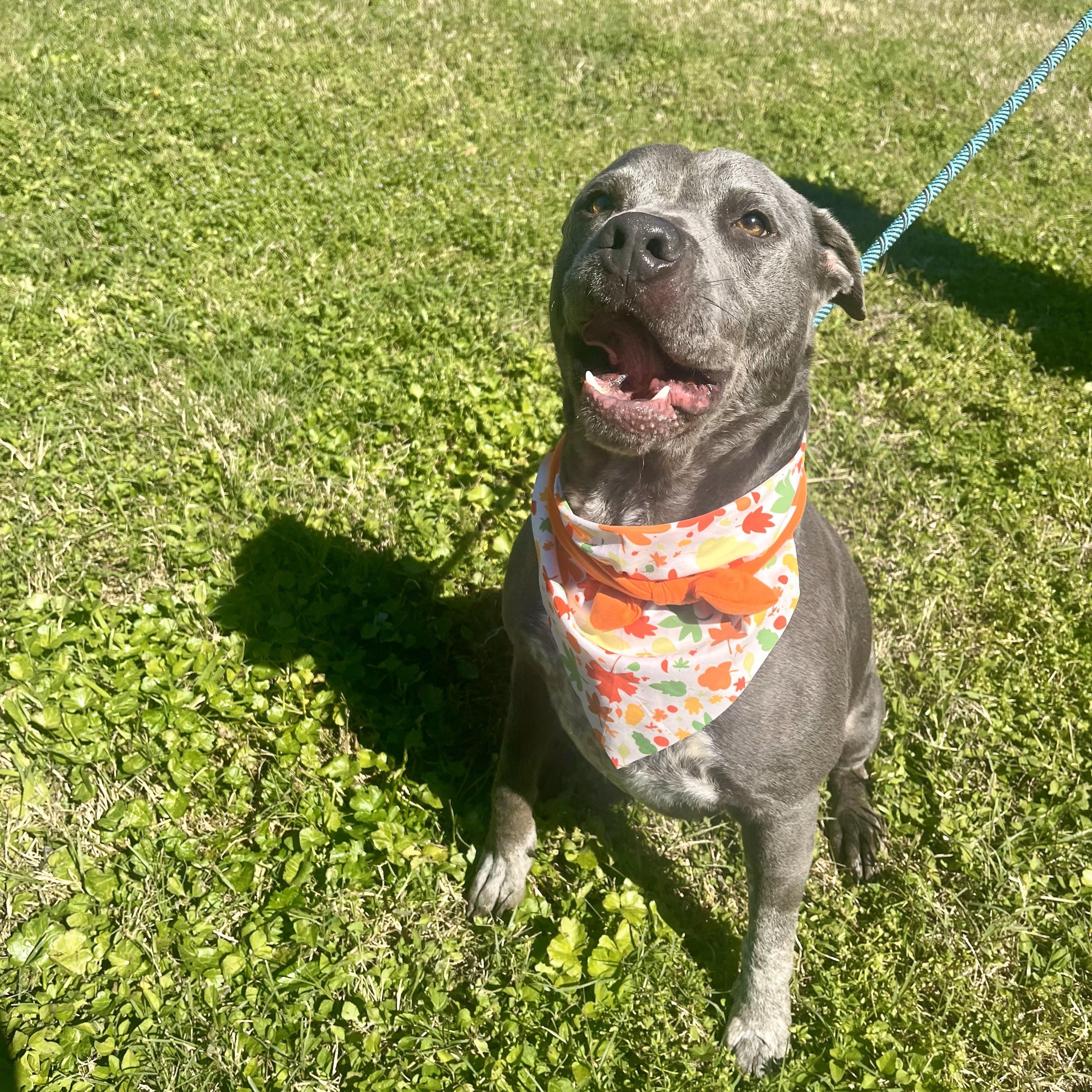 Gator — thumbnail 5