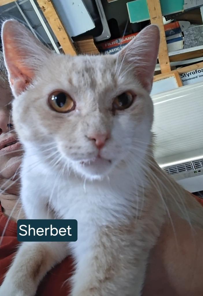 Enlarge Sherbet, a Adoptable mixed breed in Olney, IL image 1/1