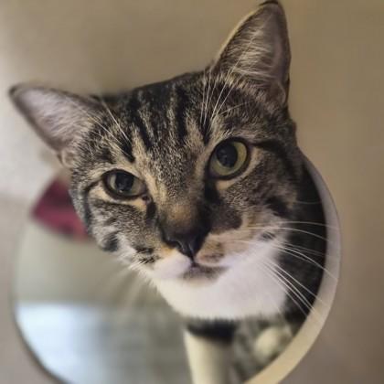 Enlarge Boho, a Adoptable mixed breed in Sacramento, CA image 2/3