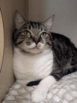 Boho, Adoptable, Adult Male Domestic Short Hair.