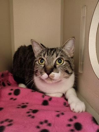 Enlarge Boho, a Adoptable mixed breed in Sacramento, CA image 3/3