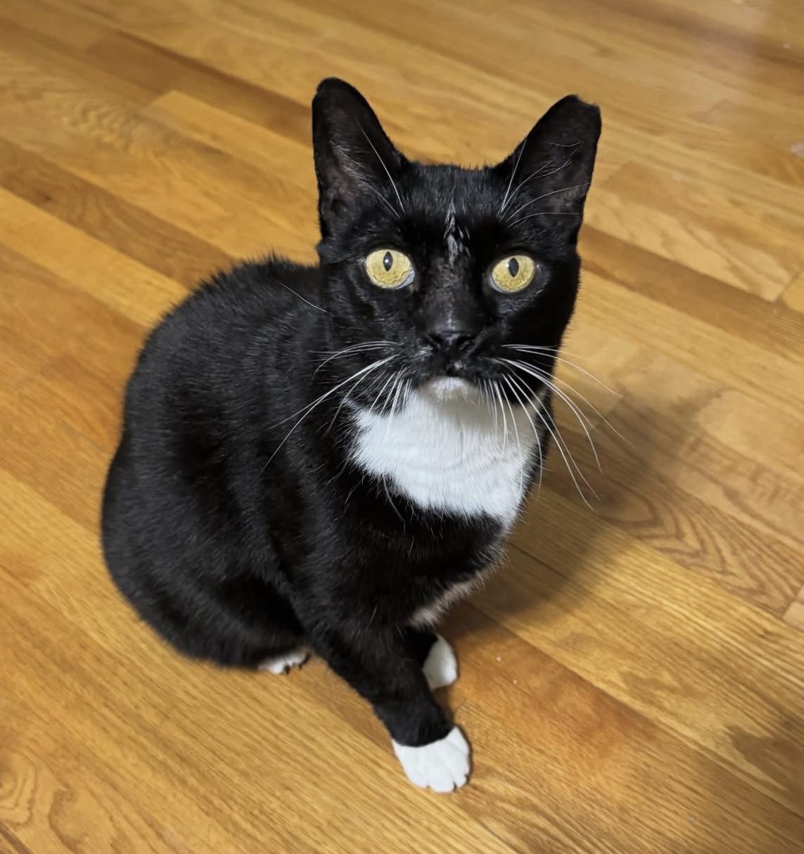 Nike, Goddess of Victory, Adoptable, Senior Female Domestic Short Hair.