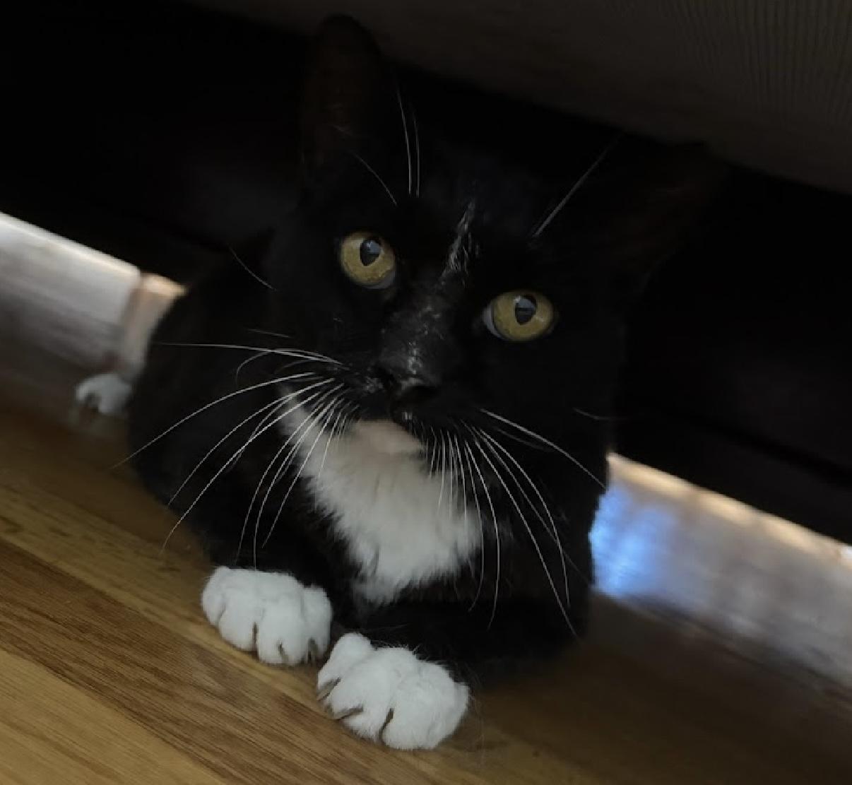 Enlarge Nike, Goddess of Victory, a Adoptable Domestic Short Hair in Alexandria, VA image 4/6