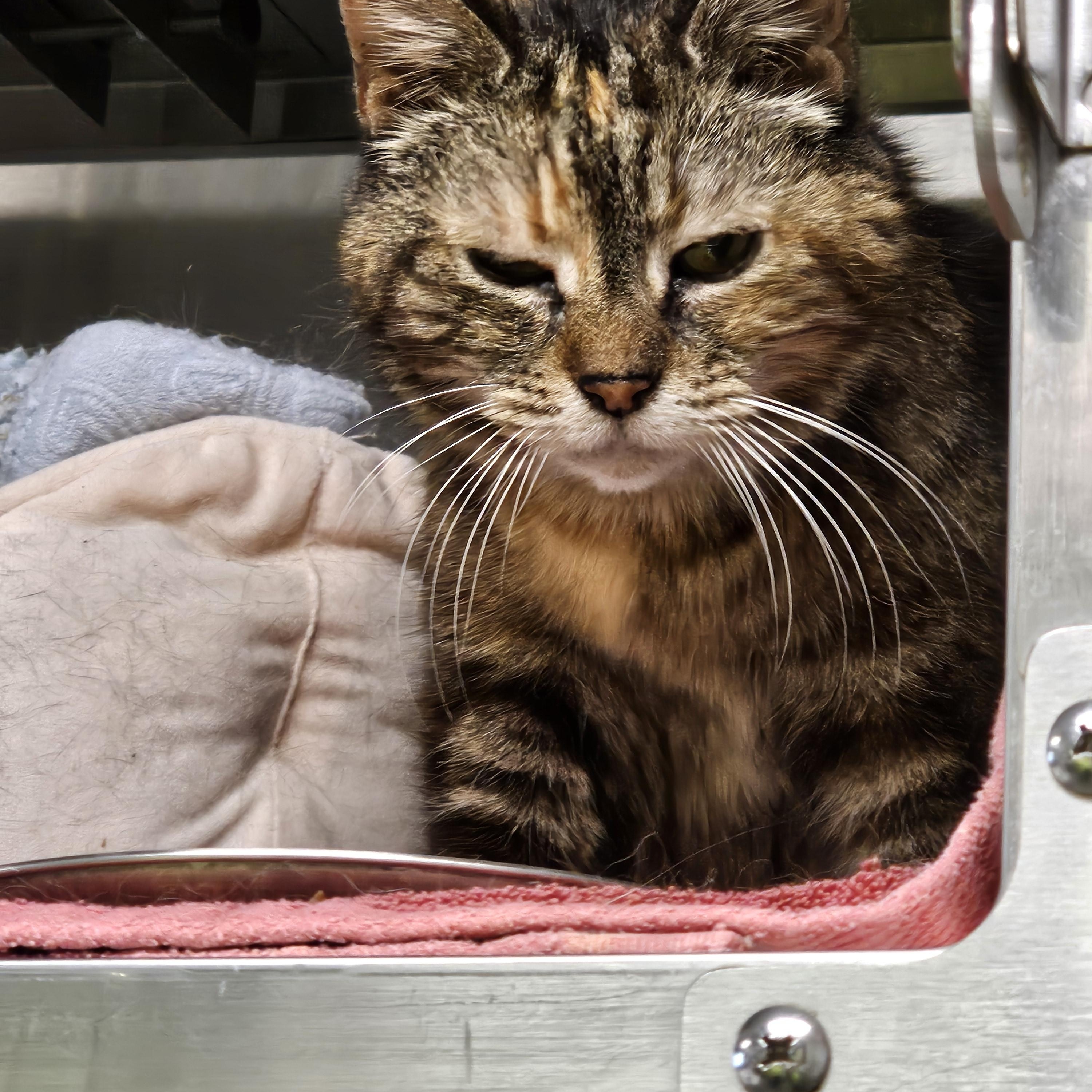 Taffy, an adopted Domestic Short Hair in Stratford, CT image 2/3