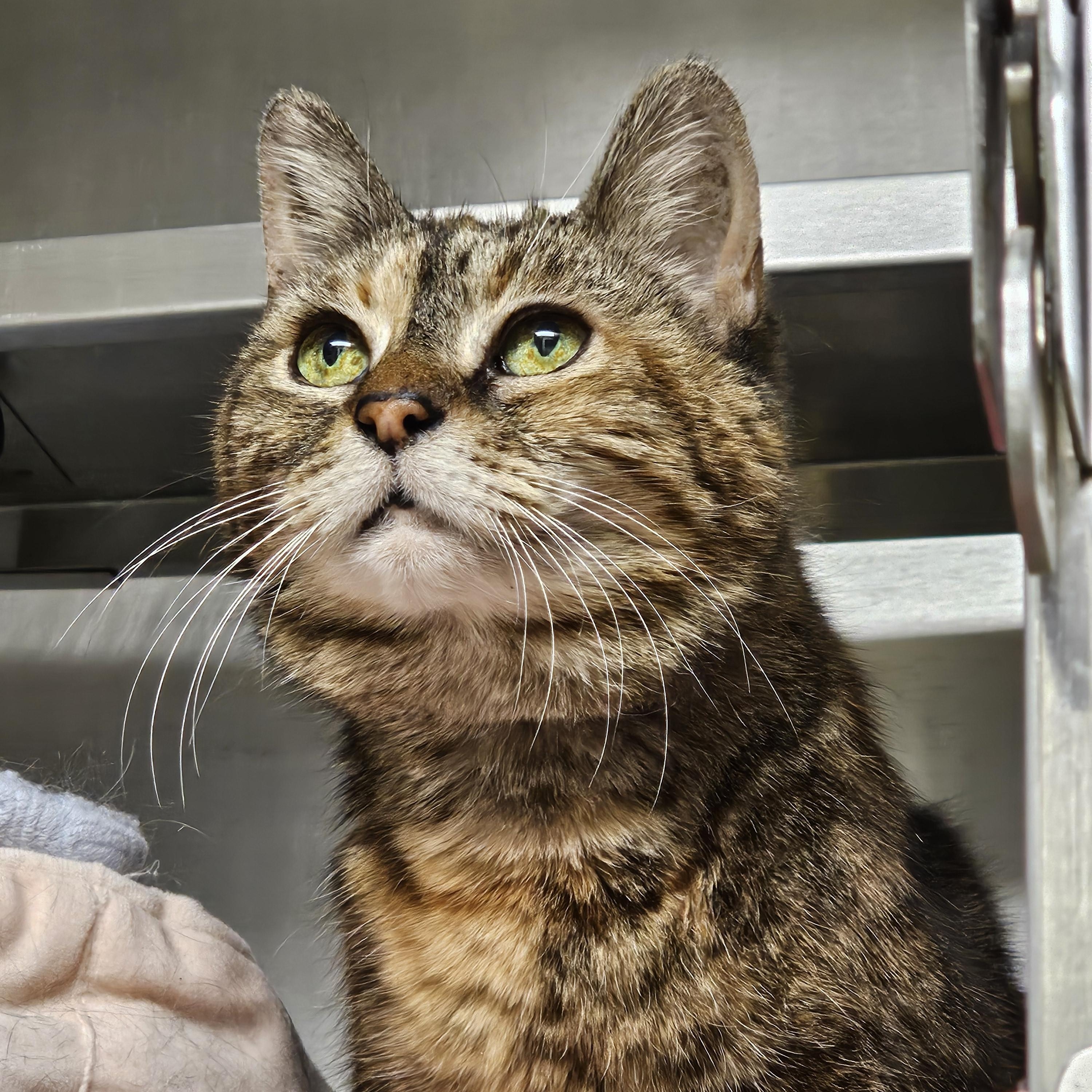 Taffy, an adopted Domestic Short Hair in Stratford, CT image 1/3