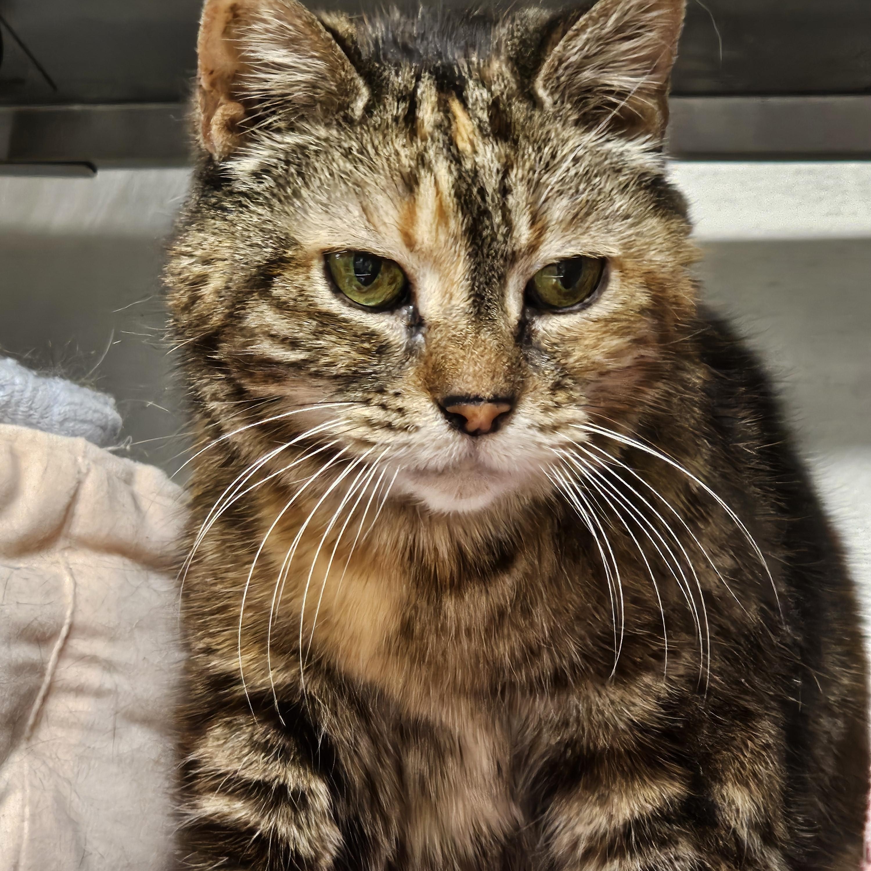 Taffy, an adopted Domestic Short Hair in Stratford, CT image 3/3