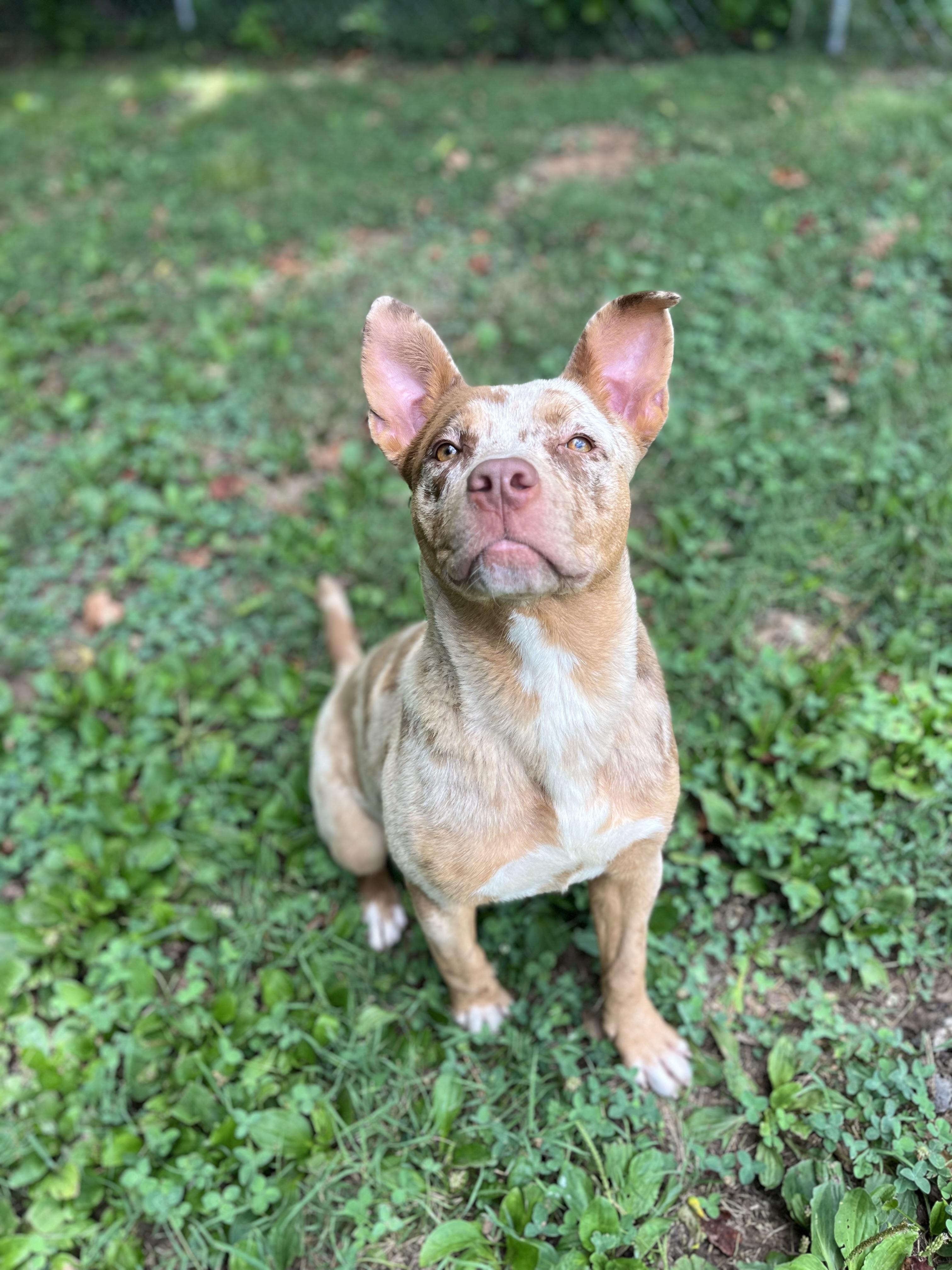 Hi Im Celeste Im a 1 year old catahoula mix female I have been adopted but returned because I st