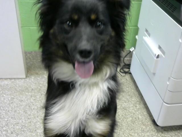 Enlarge CHARLIE, a Adoptable mixed breed in Murfreesboro, TN image 1/1