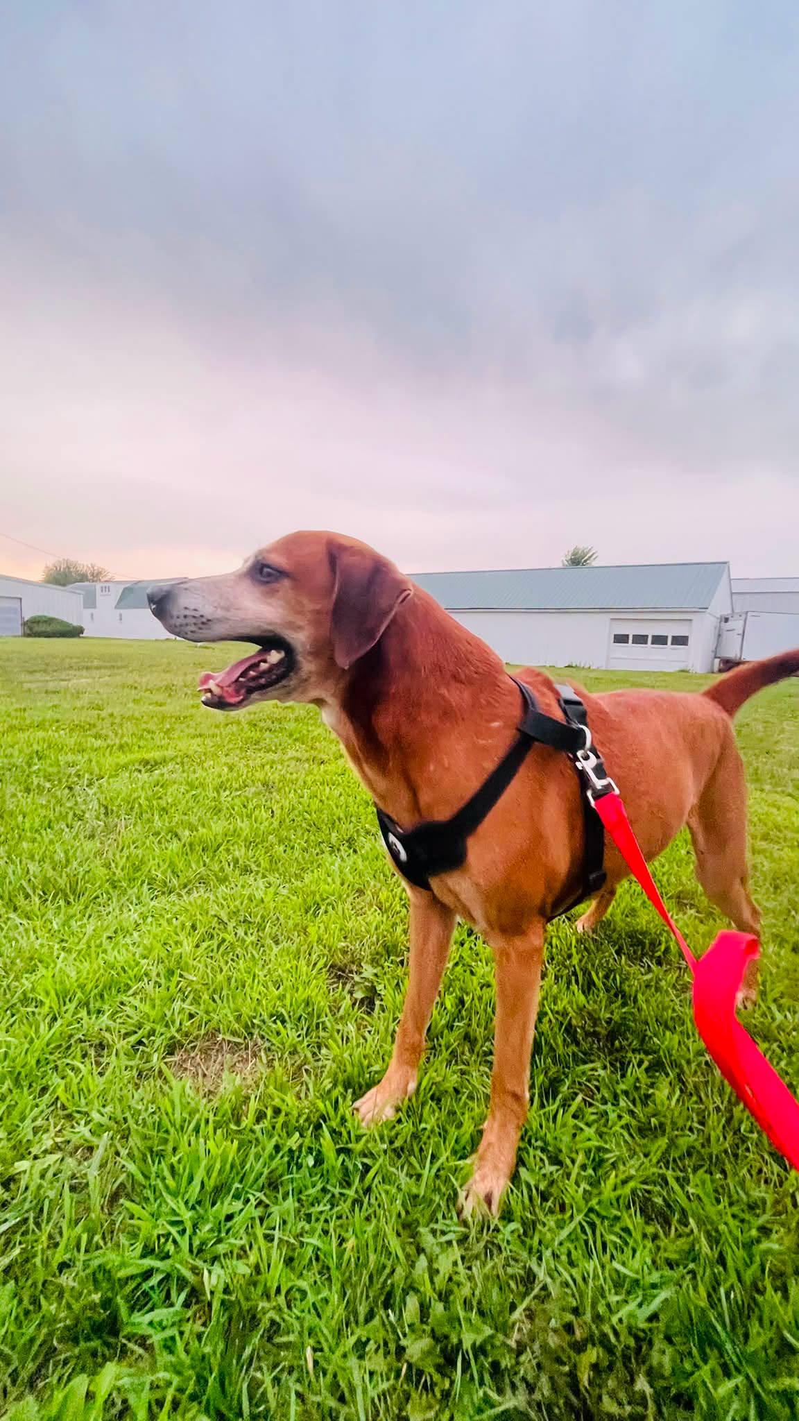 Enlarge Pistachio, a Adoptable Mixed Breed in Janesville, WI image 4/6