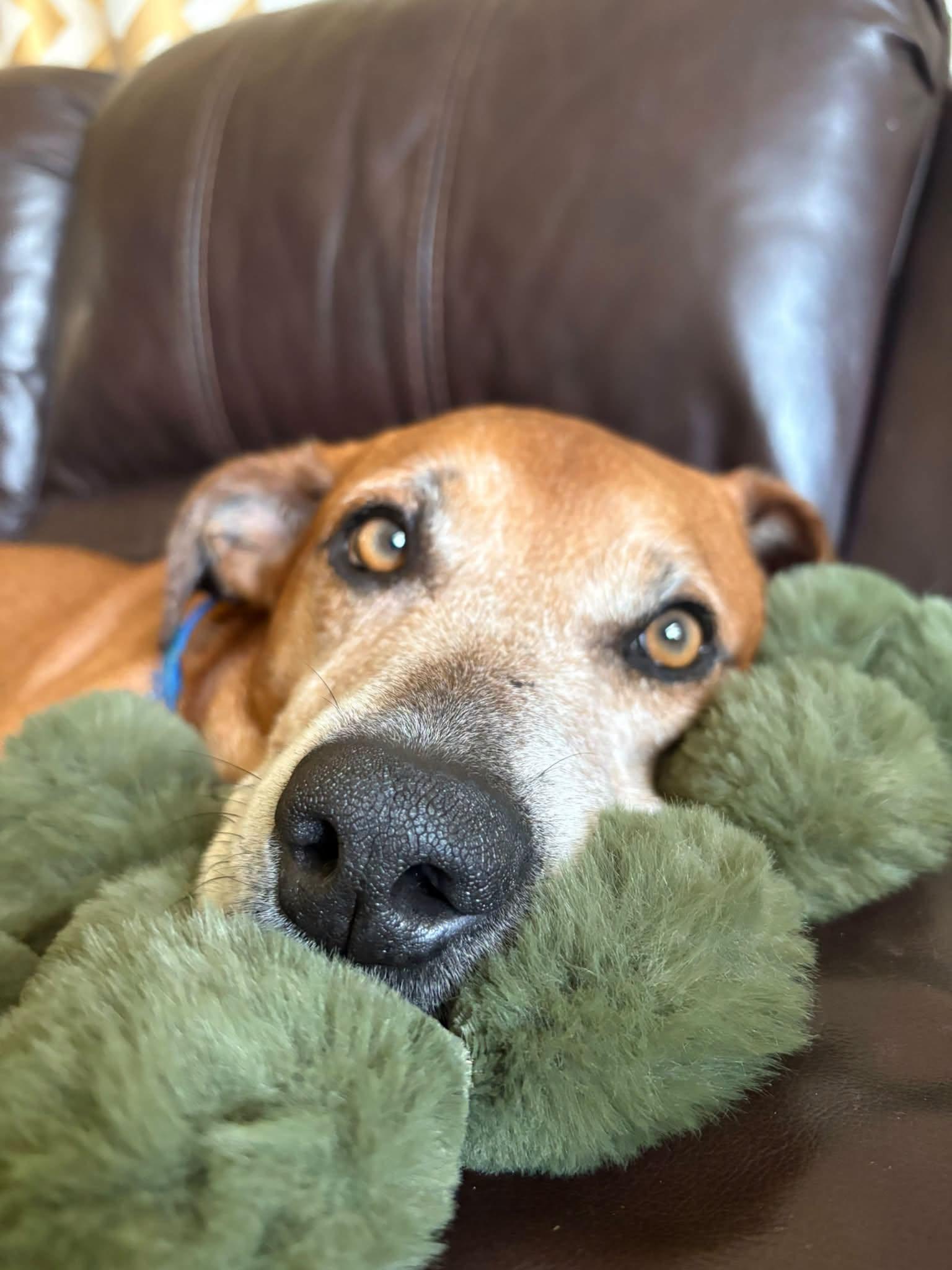 Enlarge Pistachio, a Adoptable Mixed Breed in Janesville, WI image 2/6
