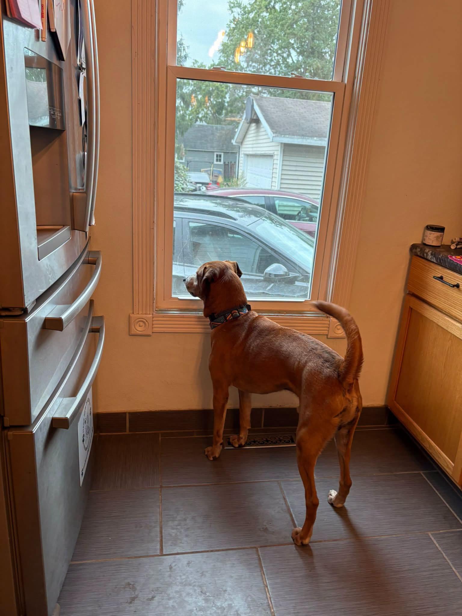 Enlarge Pistachio, a Adoptable Mixed Breed in Janesville, WI image 3/6