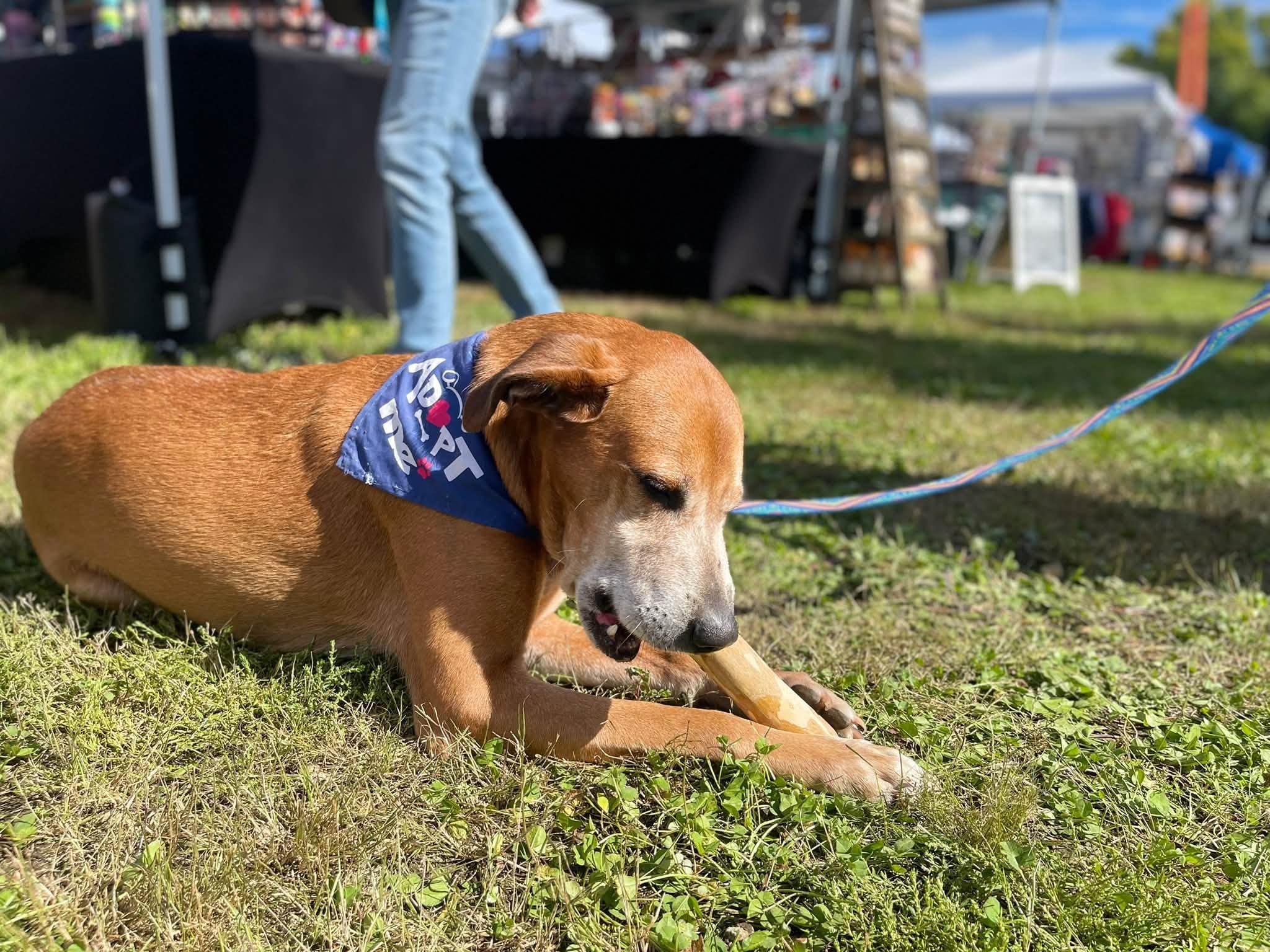 Enlarge Pistachio, a Adoptable Mixed Breed in Janesville, WI image 5/6