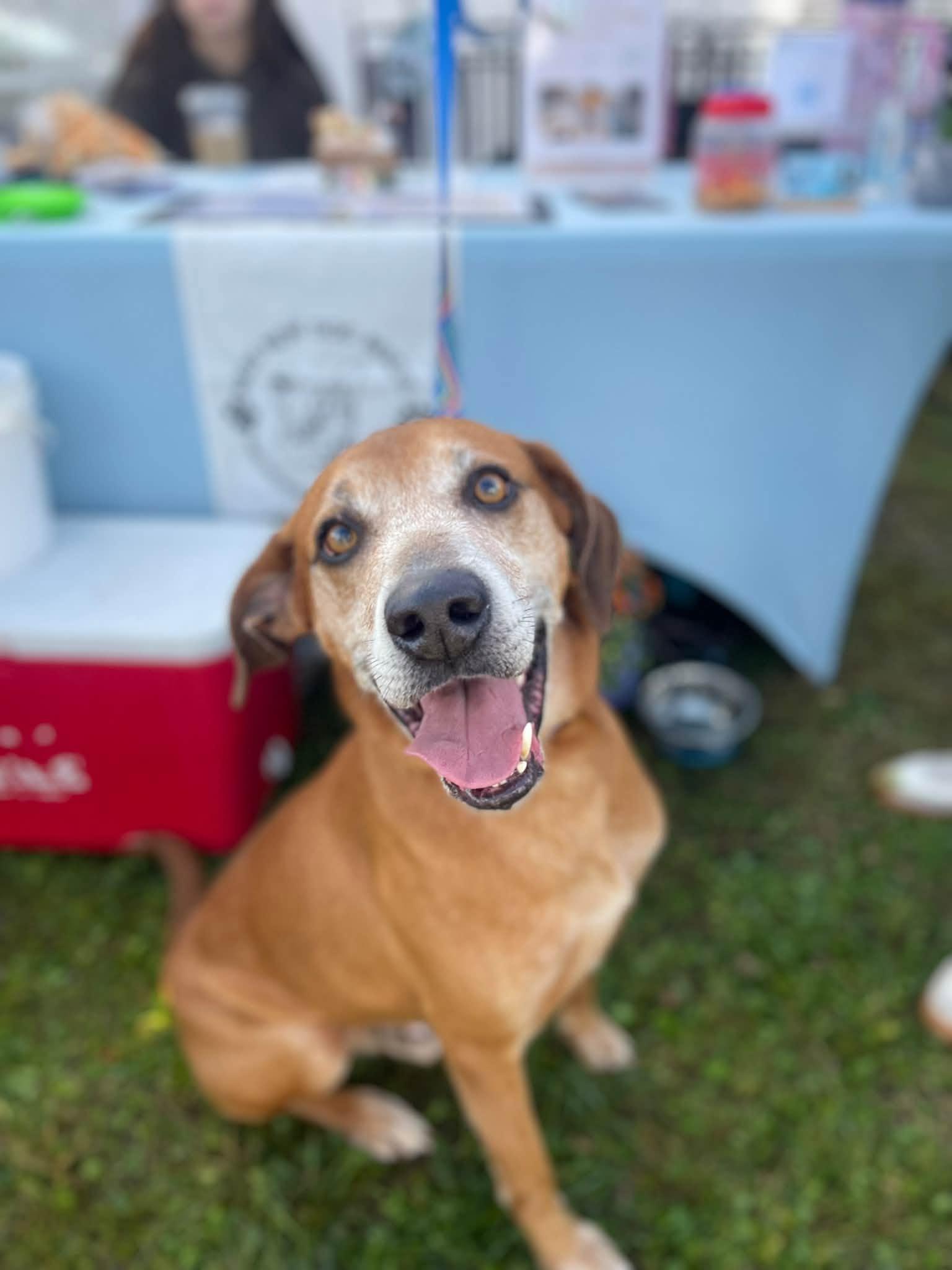 Enlarge Pistachio, a Adoptable Mixed Breed in Janesville, WI image 6/6