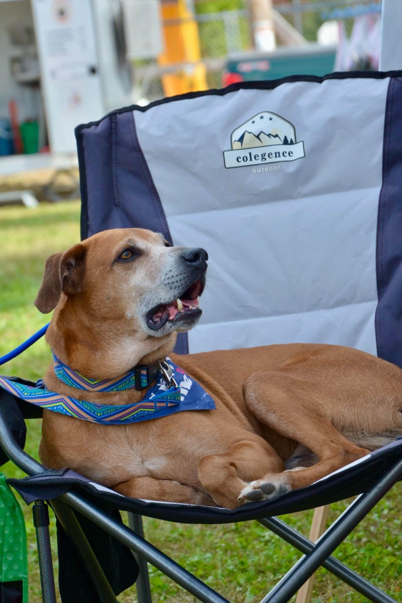 Pistachio, Adoptable, Adult Male Mixed Breed.