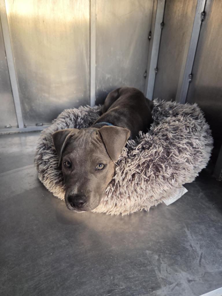 Tony, Adoptable, Puppy Male Pit Bull Terrier & Affenpinscher.