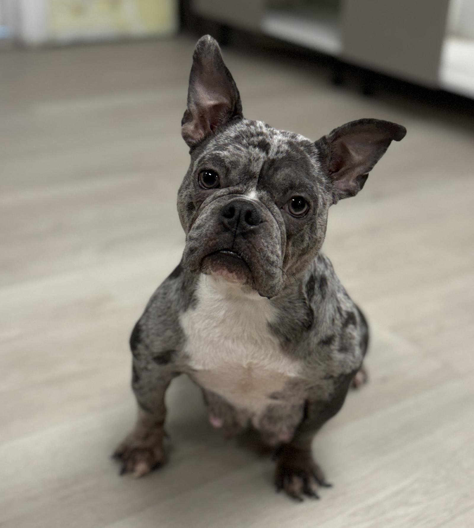 Angel, ADOPTABLE, Adult Female French Bulldog & American Bully.
