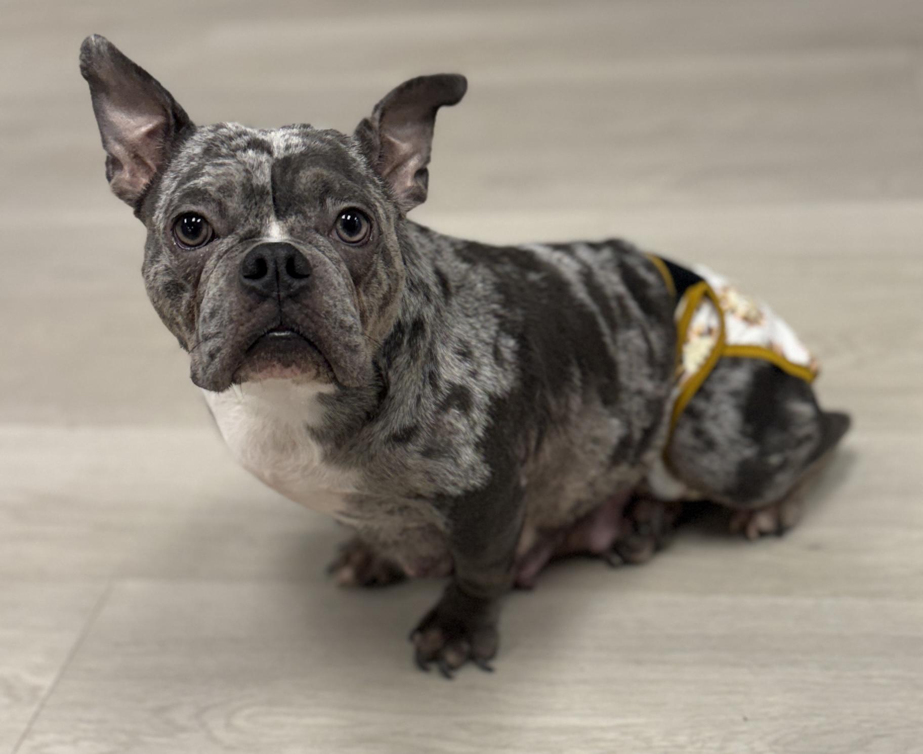 Angel, a ADOPTABLE mixed breed in Deltona, FL image 2/3