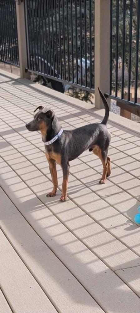 Enlarge Henry 3, a Adoptable mixed breed in Parker, CO image 1/1