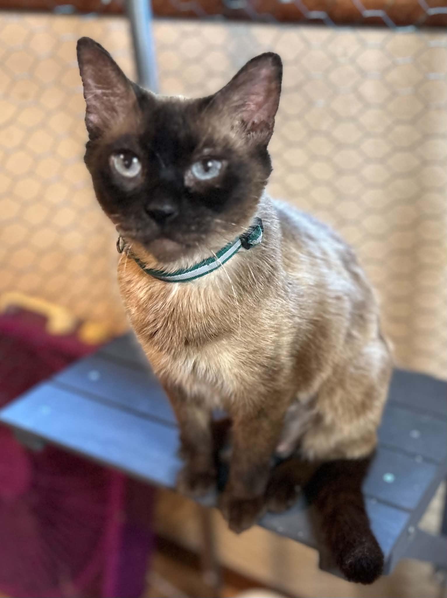 Enlarge Twinkle, an adoptable Domestic Short Hair in Portland, OR image 2/4